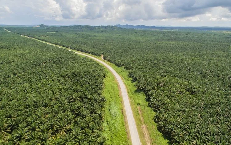 Perkebunan Terbesar Dan Menjadi Paling Unggul di Indonesia