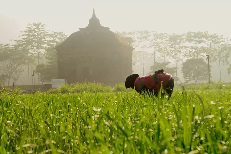 petani Purwakarta