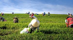 Perkebunan Antara Pertanian